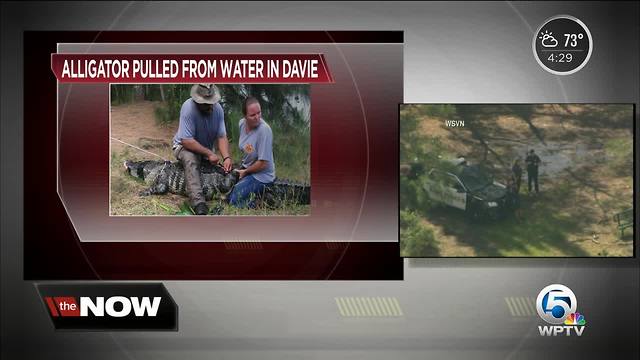 Woman possibly dragged into water by alligator in Davie