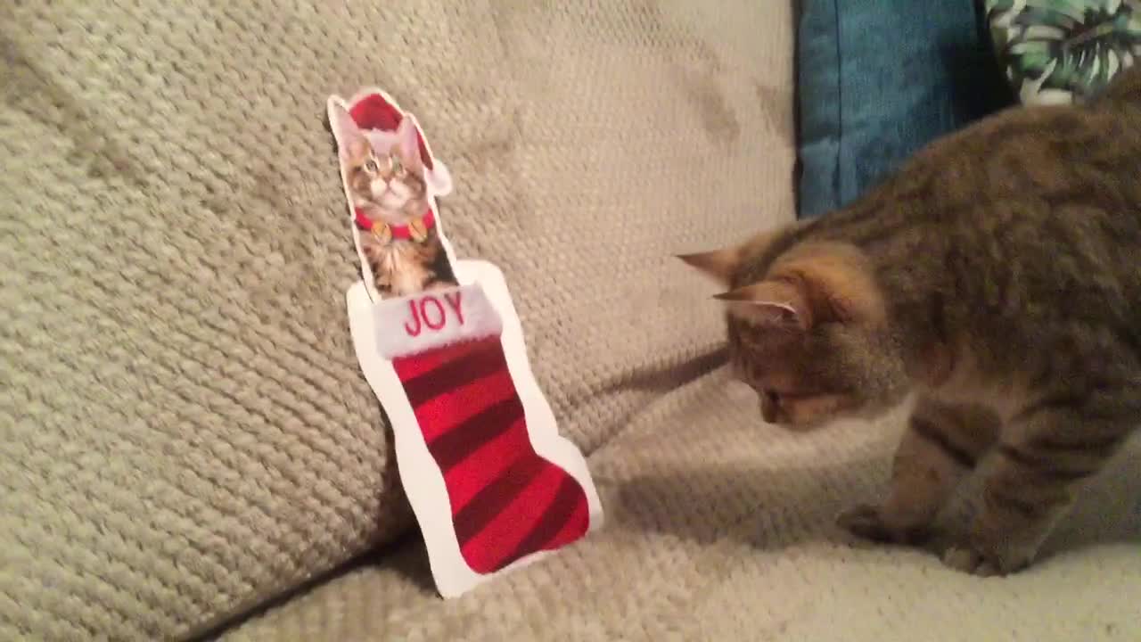 Bewildered cats react to cat-themed Christmas card