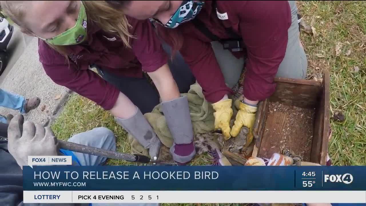 CROW rescues bobcat