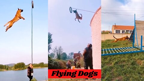 Dogs That Fly - Malinois & Alsatian Dogs Show Their Jumping Agility 🐕🐕🤗🤗