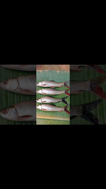 village food fish curry😋😋@BENGALCOOKING #shorts #youtubeshorts #viral #viralshorts #trending #short