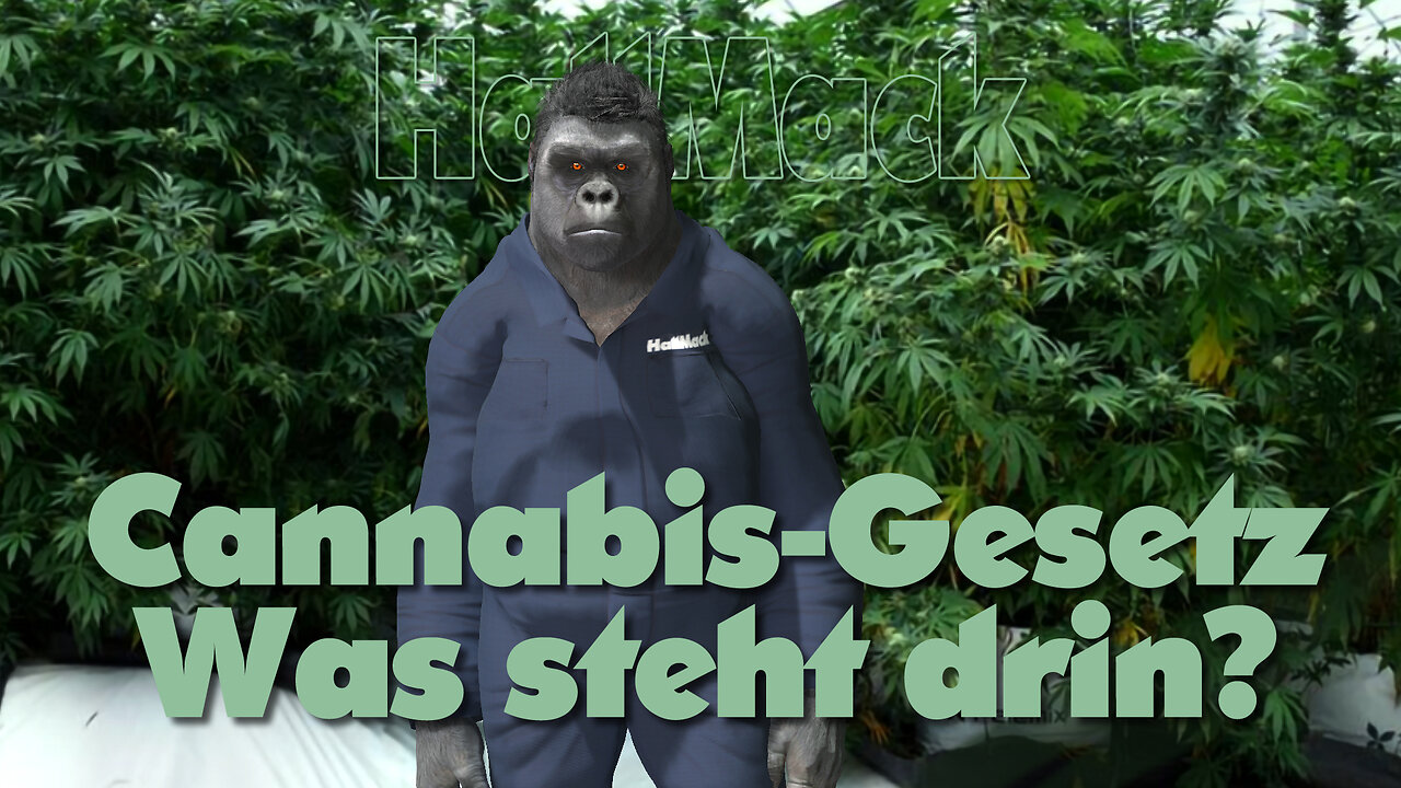 Cannabis-Gesetz - Was steht drin?