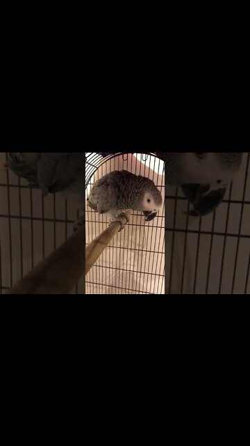 Parrot/ talking Kasku #short