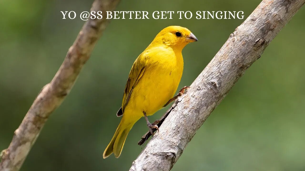 Spirit says, yo @ss better SING like a CANARY or yo @ss is going down too.