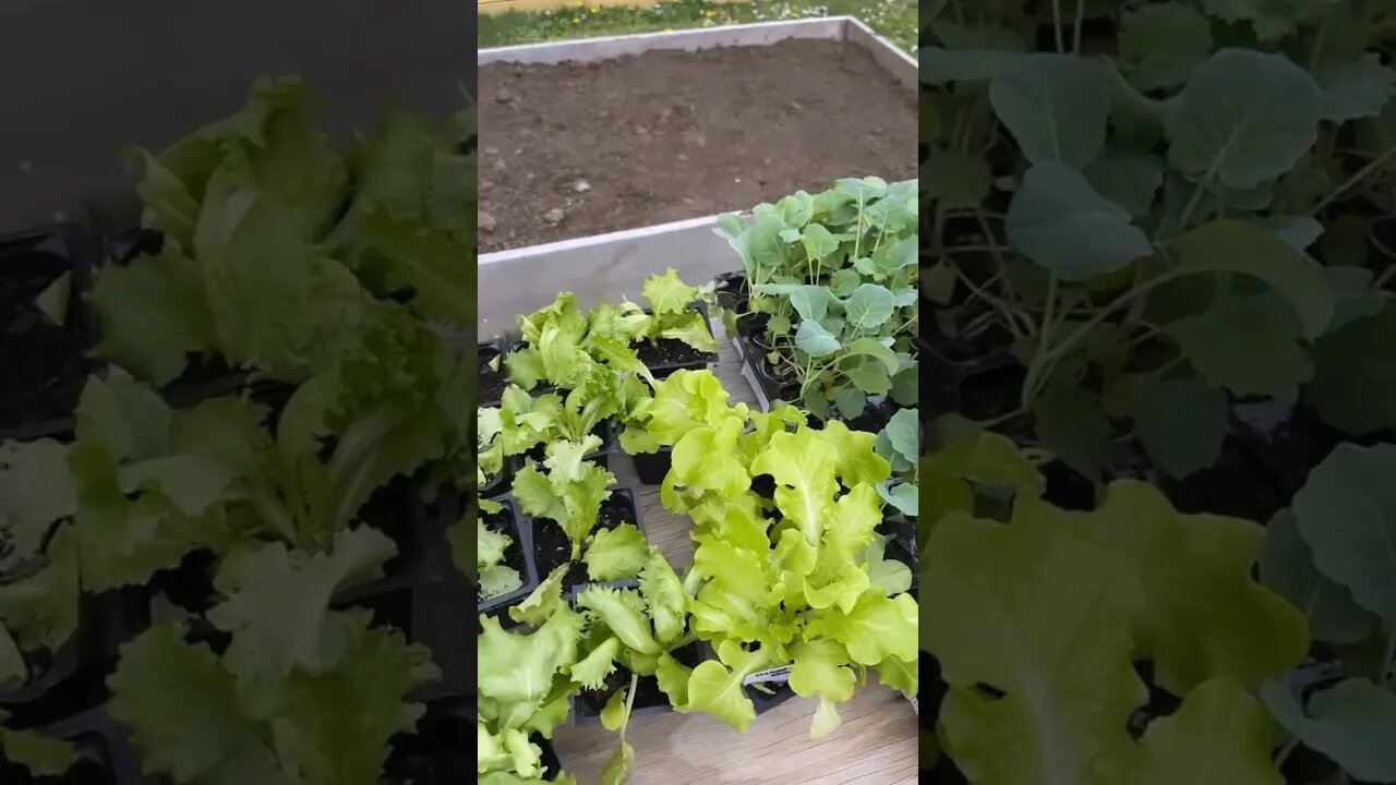 Planting day!!! #gardenbed #diy #spring #garden #crops #fy #fyp #planting #seedplanting #homestead