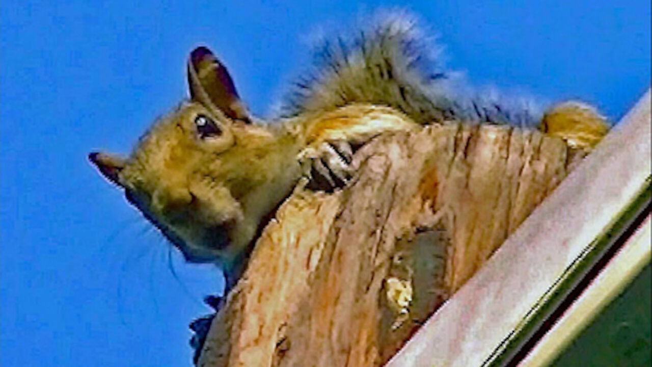 IECV NV #155 - 👀 Grey Squirrel Up The Light pole Shaking His Tail 6-22-2016