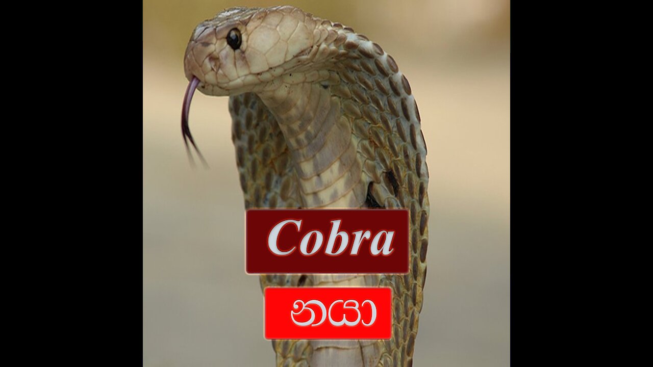 The Cobra Snake | Rescue Cobra Snake in Sri Lanka | Naja Naja | Nagaya