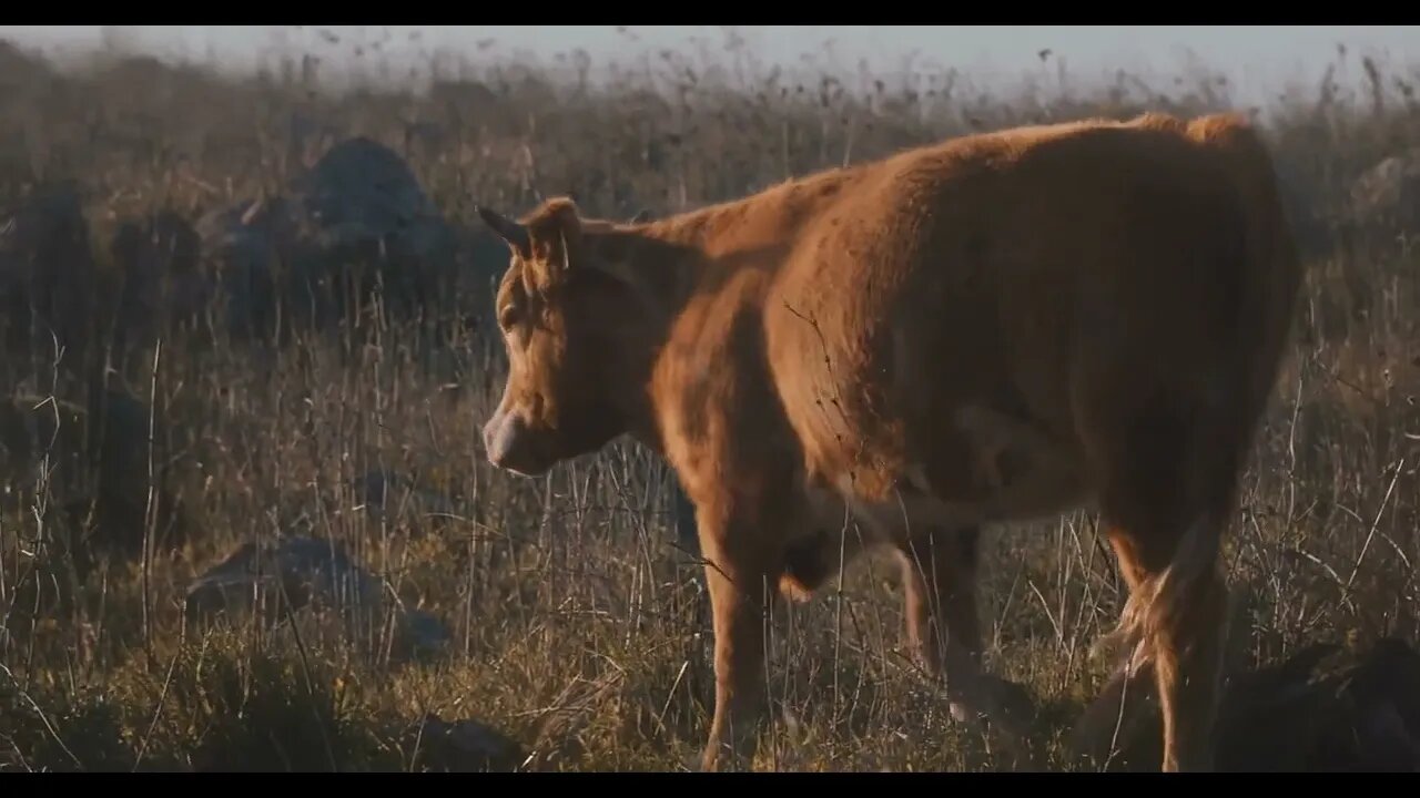 Calf walking through dry weeds