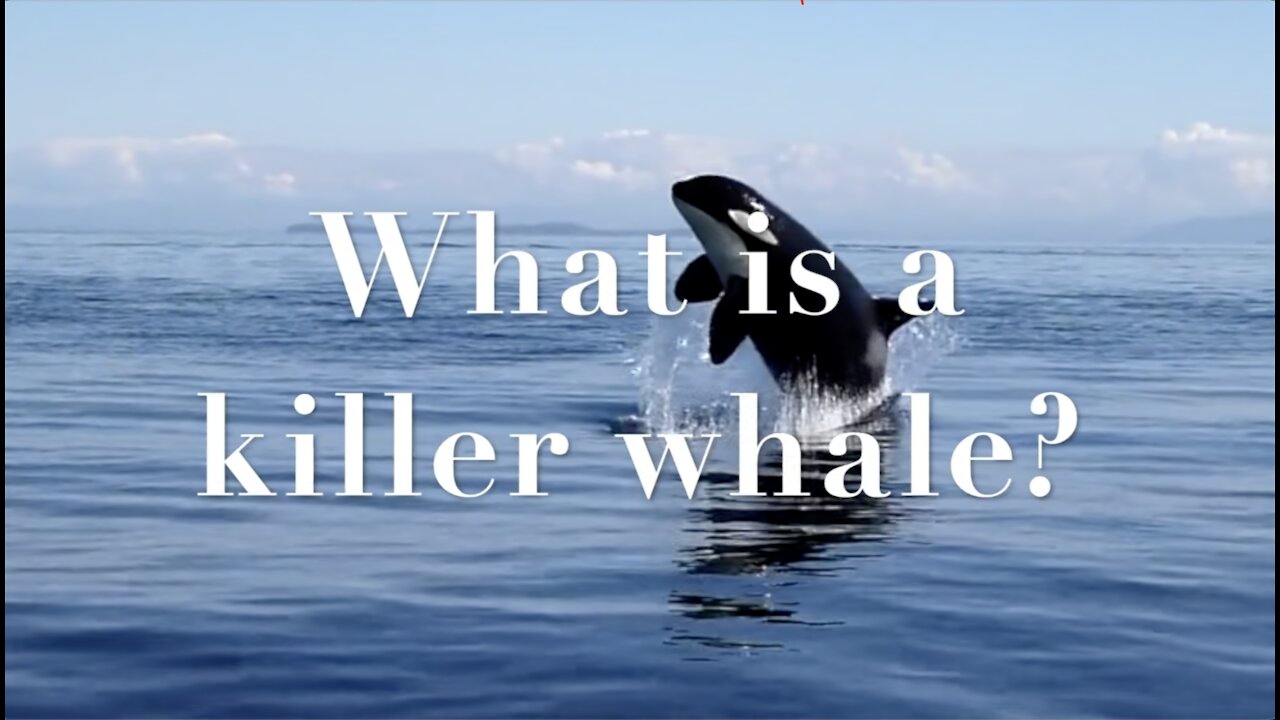 What is a killer whale?