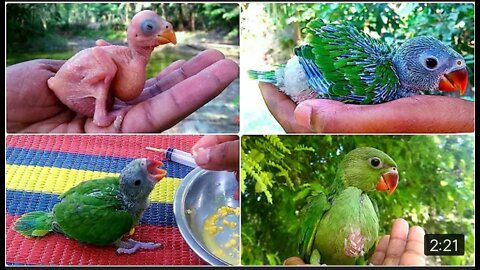 Growing Indian ringneck babies ringneck rarrot