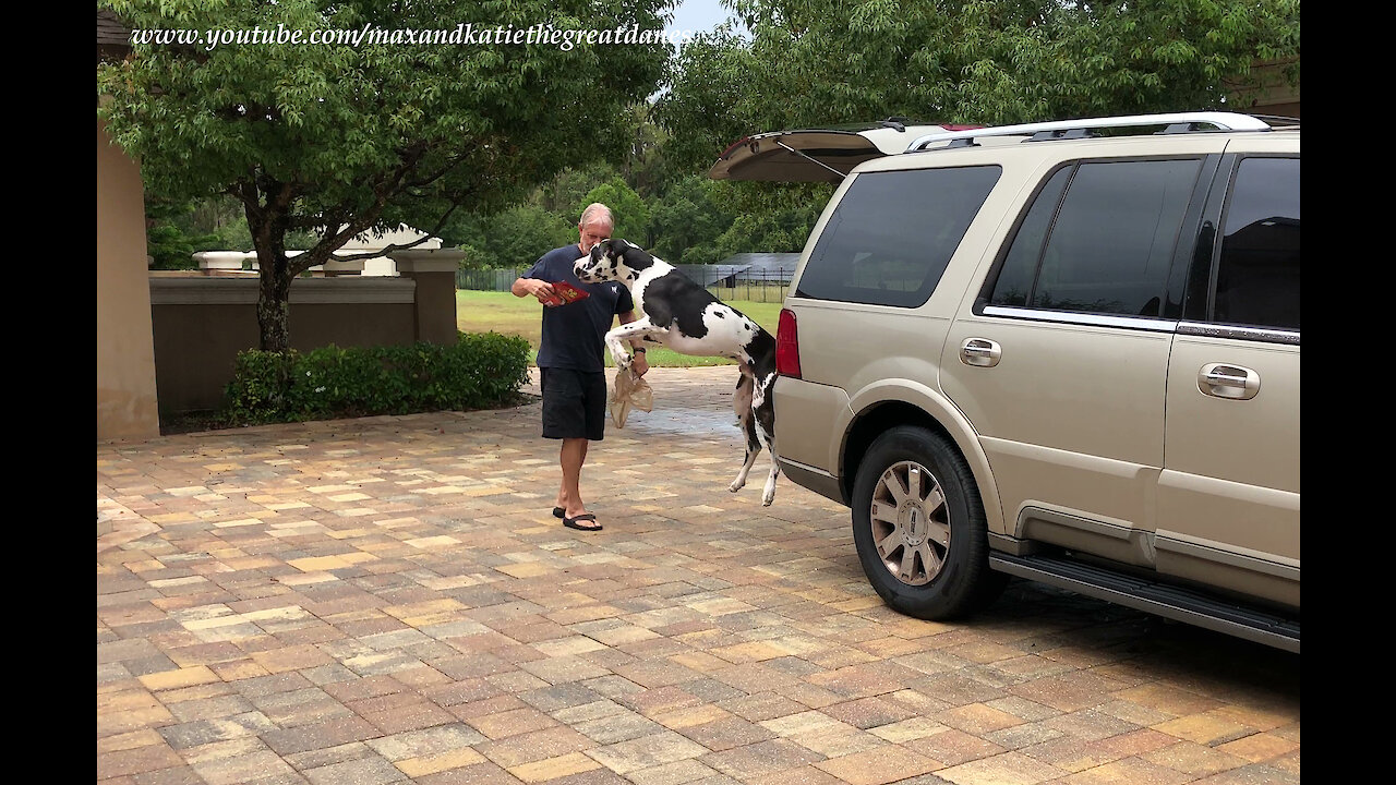 Excited Great Dane loves to help with the groceries