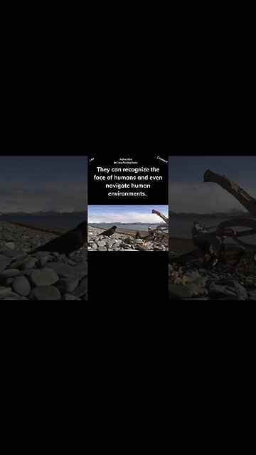 Crows can recognize human faces #birds #shorts