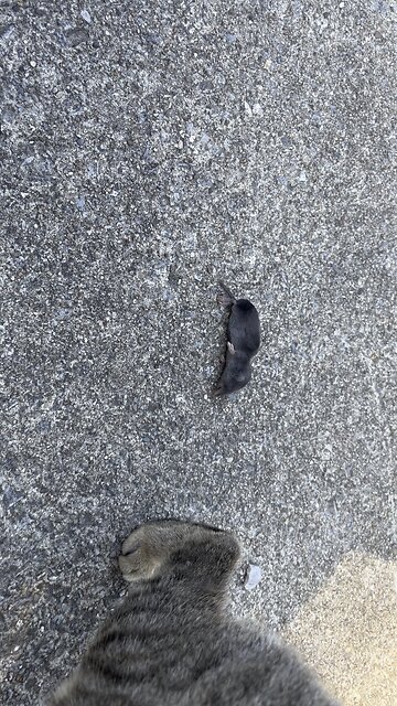 Dead Shrew 🐈 #cat #rodent #farm #homestead Chamberlin Family Farms “Naturally Good”