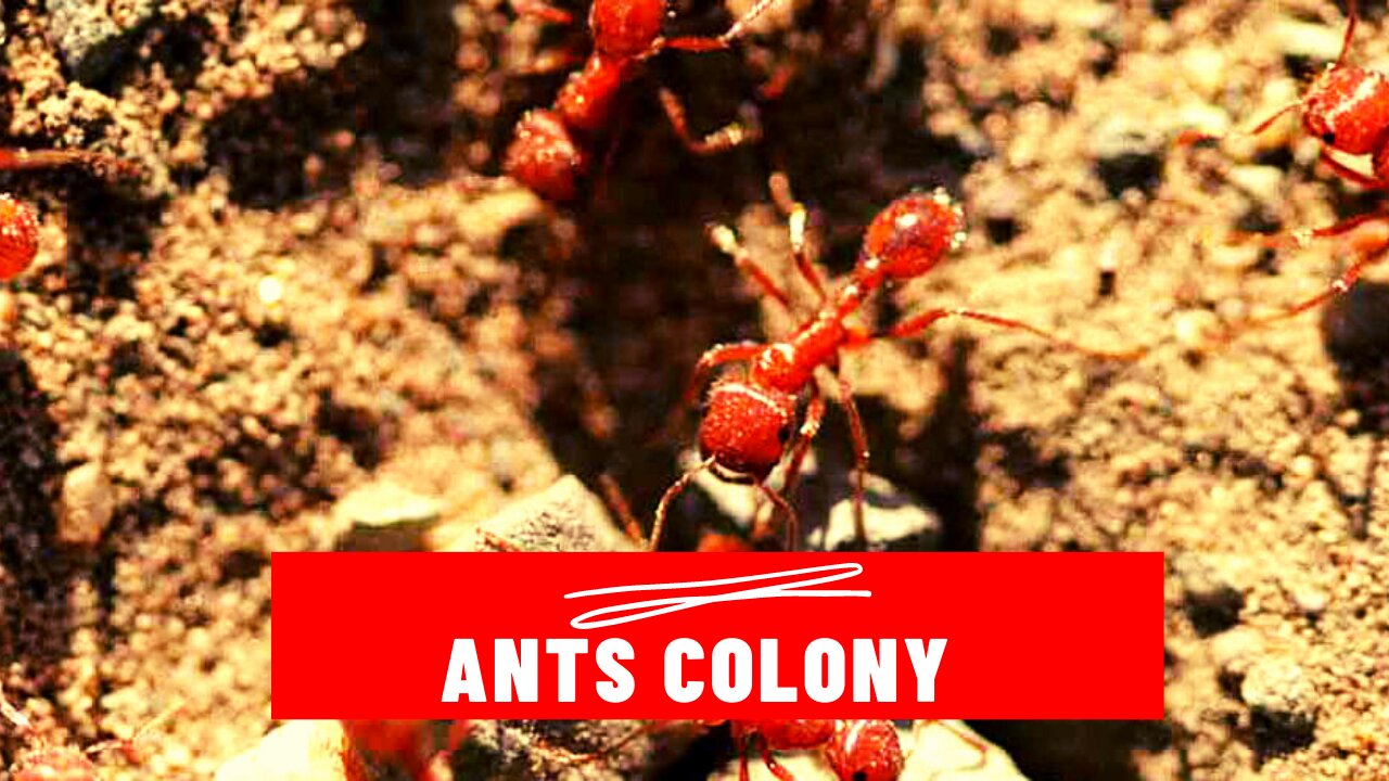 Ants Community Working Together