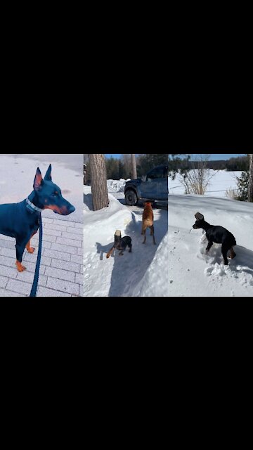 Beautiful dog 🐕 Dog|Cute Dogs|Cute Puppy