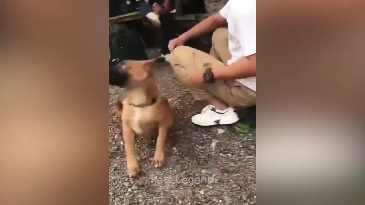 Funniest Animals 2024 π New funny Cats and Dogs videos πΆπ» Part 1