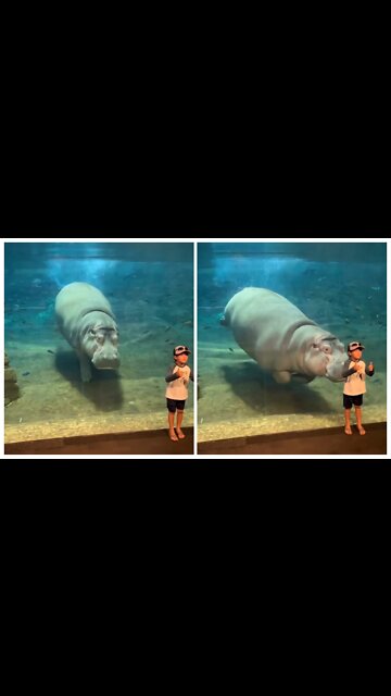 what will the animal do boy