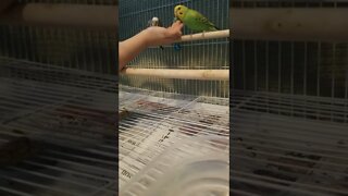 Handfeeding Budgies #shorts #budgies #birds #parakeets