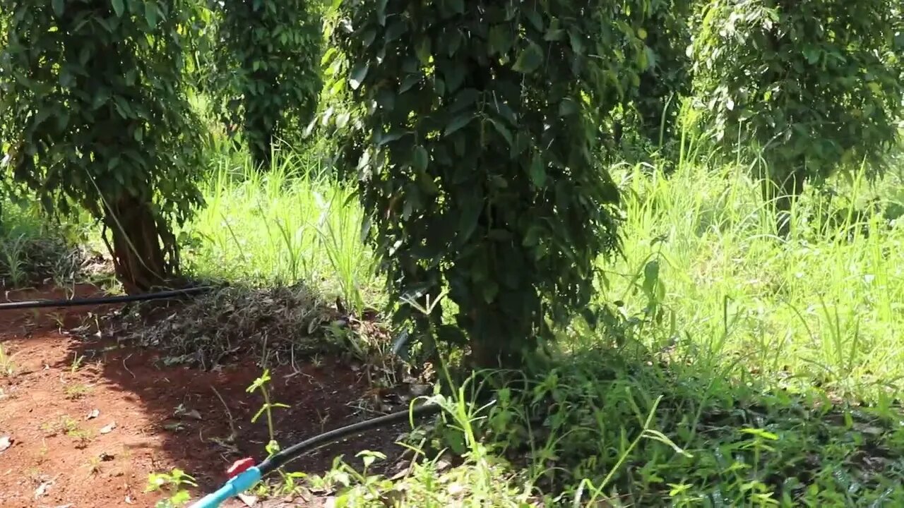 Farm black pepper Irrigation