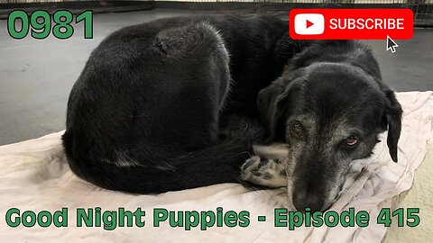 [0981] GOOD NIGHT PUPPIES - EPISODE 415 [#dogs #doggos #doggos #puppies #dogdaycare]