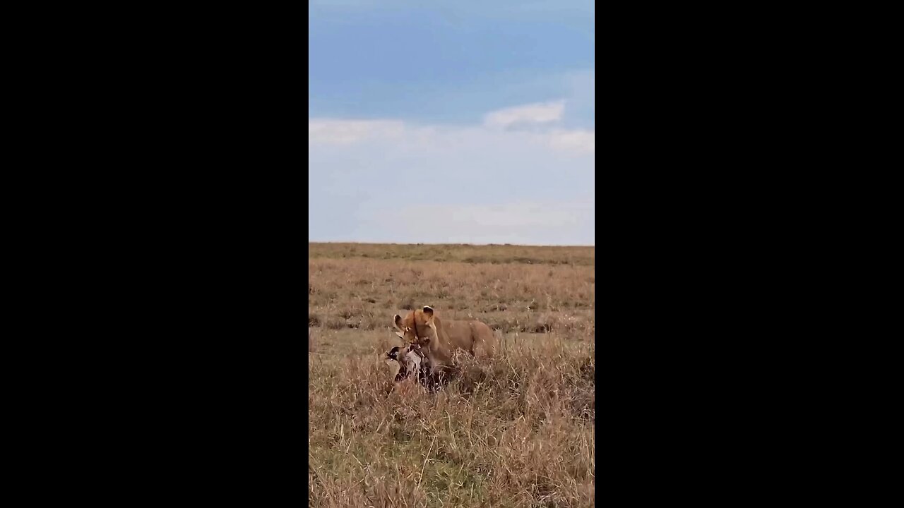 Hunting #hunter #wildlife #tigerhunting