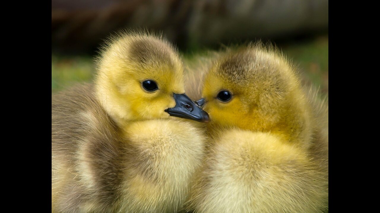 The mother duck took the ducking to find the nanny kitten to sleep