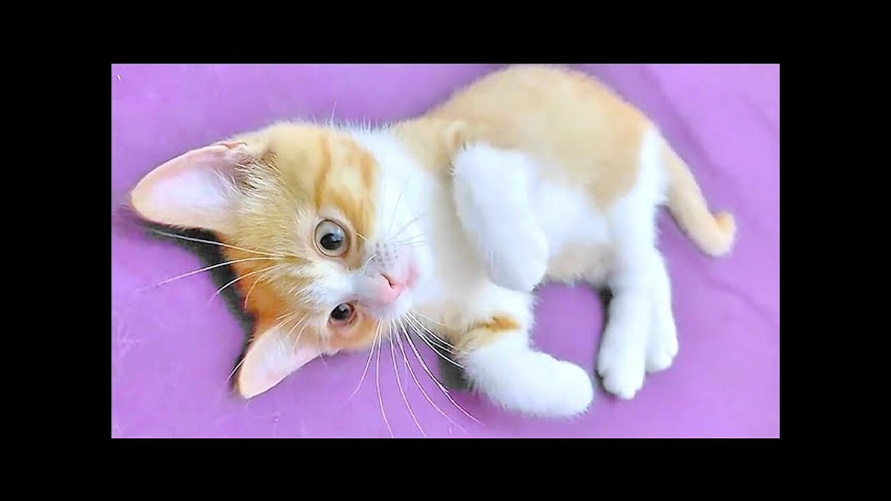 Tiny Kitten With Adorable Cute Face | Cute Kitten cute cat