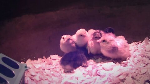 New chicks in their brooder