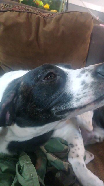 Im Blinded By The Cuteness