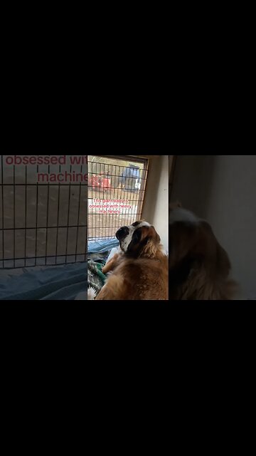 He was so happy they dropped it off in the yard. #dog #doglover #dumptruck #happy