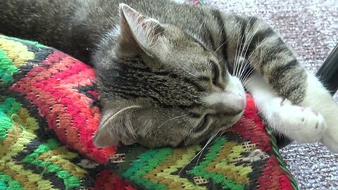 Adorable Kitten Talks to Me and Yawns