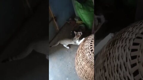 Cats playing in our farm 🐱😍