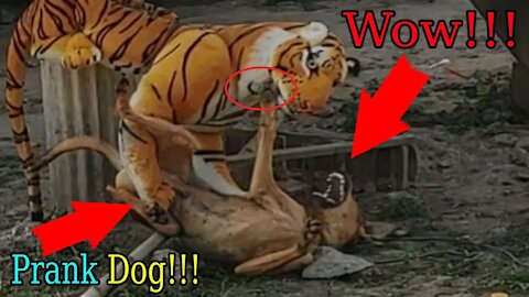 Fake Tiger Prank Dog So Funny Try To Stop Laugh Challenge Prank Dog 2021