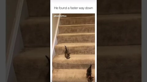 Funny Cat Meme 😂 pt.16 #shorts