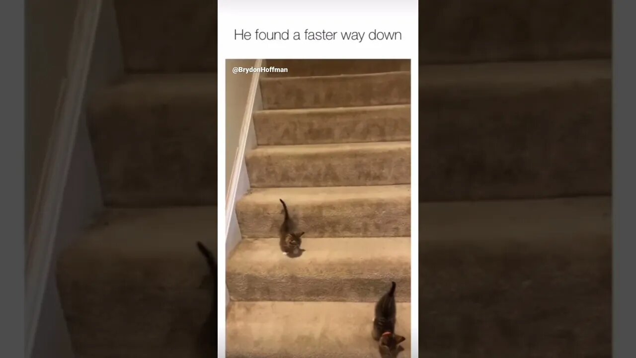 Funny Cat Meme 😂 pt.16 #shorts