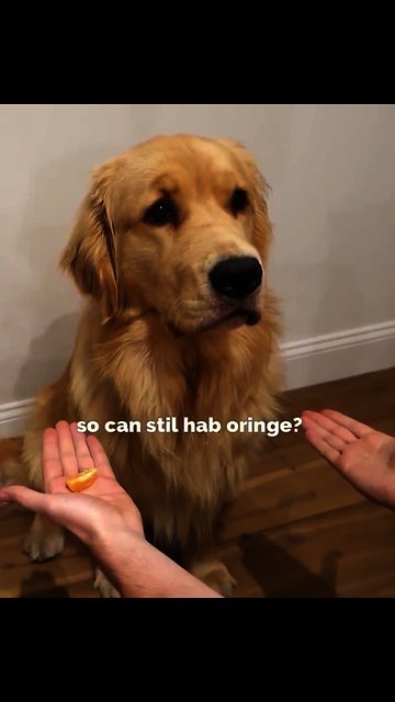 Golden Retriever Adorably Falls For Magic Trick