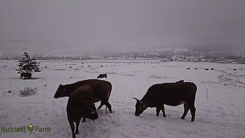 Nutrient Farm Scenery #39 - Snowfall on the Farm