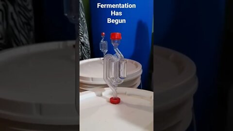 Fermentation Has Begun