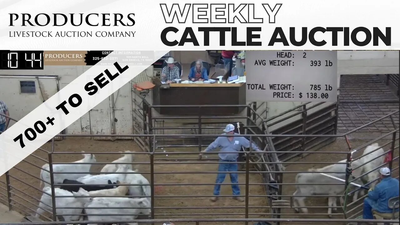 3/23/2023 - Producers Livestock Auction Company Cattle Auction