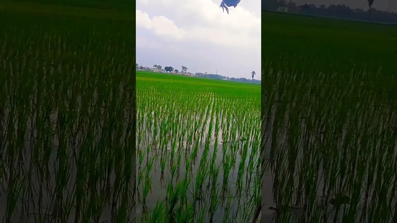 Desa Pinggiran Konoha