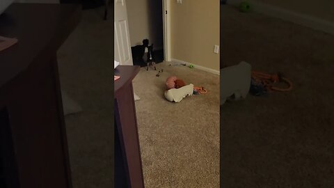 Snickers getting zoomies while try to get Jellybean to play