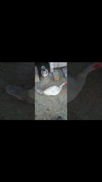 Good morning Rhiannon and a drake