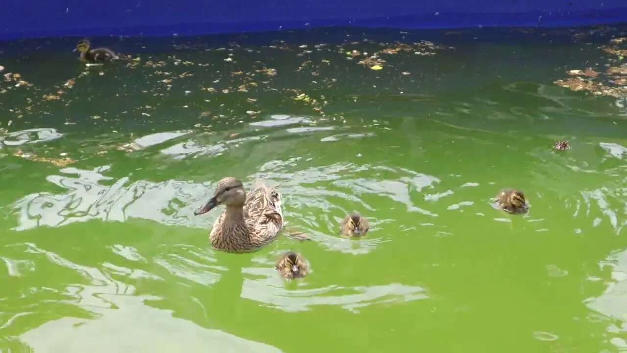 Mother Duck and Her Sweet Tiny Ducklings