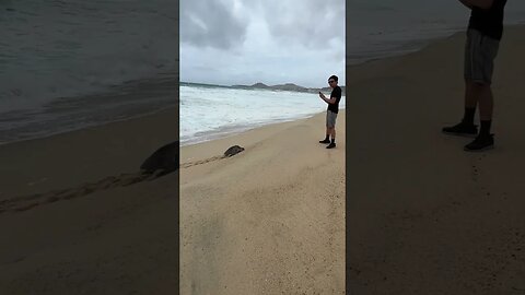 Sea Turtle on the beach in Cabo San Lucas