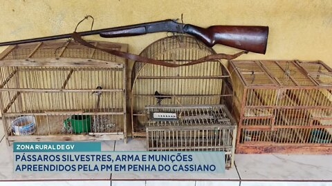 Zona Rural de GV: Pássaros Silvestres, Arma e Munições apreendidos pela PM em Penha do Cassiano.