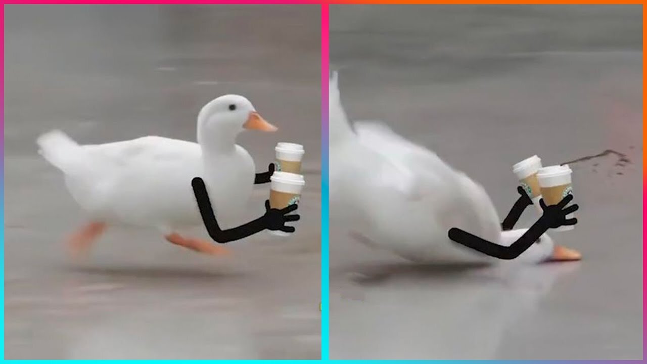 Birds with Arms being the Funniest Thing Ever🤣🤣🤩