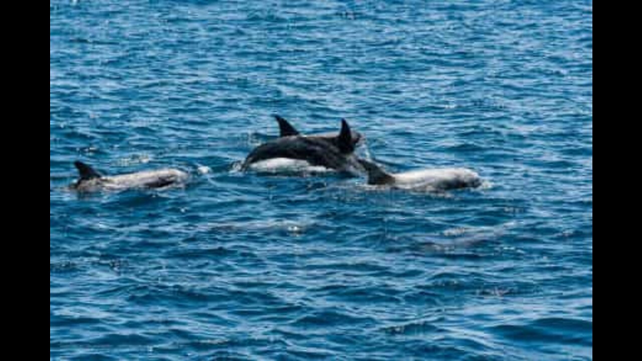 Golfinhos nadam ao lado de caiaques na Irlanda