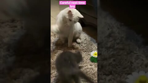 Don’t disturb 😊 #shorts #trendingshorts #viral #cat #pets