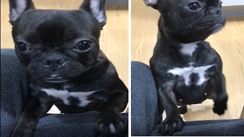 A dog that wants ice cream. (French bulldog)