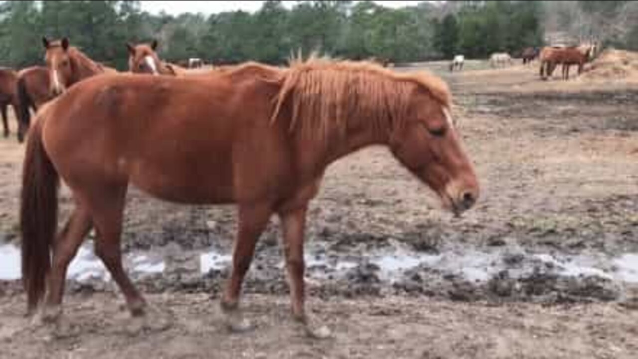 Meet the horse born with no ears